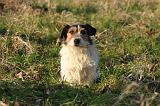 JACK RUSSEL 351